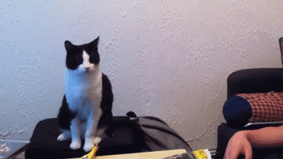 chill cat high-five
